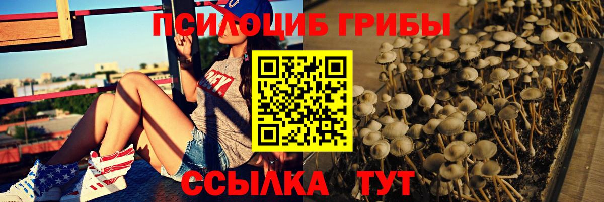 Вышний Волочёк  Галлюциногенные грибы Psilocybine cubensis  Вход с VPN 